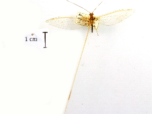  ( - CCDB-30318-E02)  @11 [ ] CreativeCommons - Attribution (2018) CBG Photography Group Centre for Biodiversity Genomics