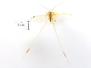  (Nemia - CCDB-30318-E04)  @11 [ ] CreativeCommons - Attribution (2018) CBG Photography Group Centre for Biodiversity Genomics