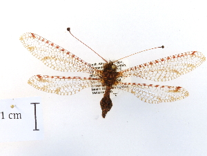  ( - CCDB-30318-H09)  @11 [ ] CreativeCommons - Attribution (2018) CBG Photography Group Centre for Biodiversity Genomics