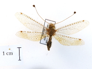 ( - CCDB-30318-H10)  @11 [ ] CreativeCommons - Attribution (2018) CBG Photography Group Centre for Biodiversity Genomics
