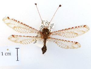  ( - CCDB-30318-H11)  @11 [ ] CreativeCommons - Attribution (2018) CBG Photography Group Centre for Biodiversity Genomics