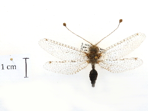  ( - CCDB-30319-B03)  @11 [ ] CreativeCommons - Attribution (2018) CBG Photography Group Centre for Biodiversity Genomics