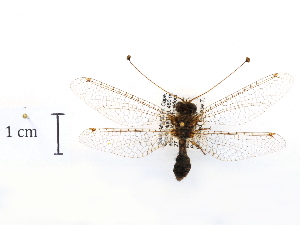  ( - CCDB-30319-B04)  @11 [ ] CreativeCommons - Attribution (2018) CBG Photography Group Centre for Biodiversity Genomics