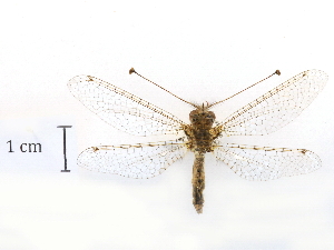  ( - CCDB-30319-B05)  @11 [ ] CreativeCommons - Attribution (2018) CBG Photography Group Centre for Biodiversity Genomics
