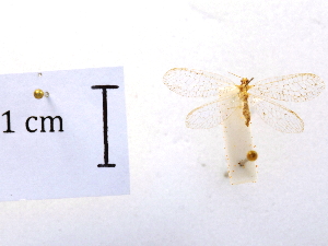  ( - CCDB-30319-G09)  @11 [ ] CreativeCommons - Attribution (2018) CBG Photography Group Centre for Biodiversity Genomics