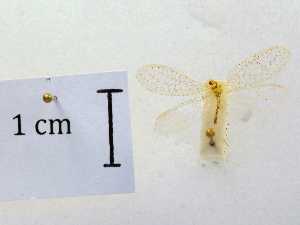  ( - CCDB-30319-G11)  @11 [ ] CreativeCommons - Attribution (2018) CBG Photography Group Centre for Biodiversity Genomics