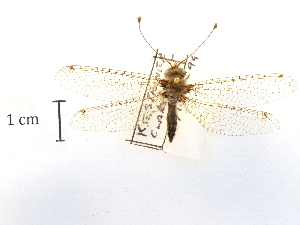  ( - CCDB-30319-H11)  @11 [ ] CreativeCommons - Attribution (2018) CBG Photography Group Centre for Biodiversity Genomics