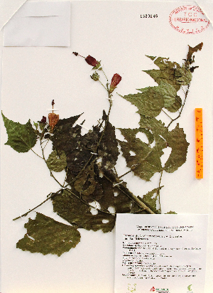  (Malvaviscus arboreus - Torres1171)  @11 [ ] Copyright (2012) Martin Ricker Universidad Nacional Autonoma de Mexico, Instituto de Biologia