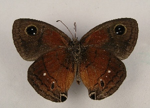  (Calisto mariposa - WI-JAG-959)  @14 [ ] Copyright (2013) by-nc-sa Caribbean Natural History Group