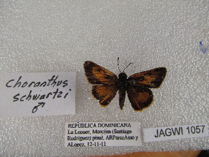  (Choranthus schwartzi - WI-JAG-1057)  @13 [ ] No Rights Reserved (2014) Julio A. Genaro Unspecified