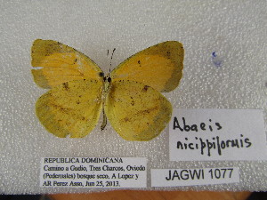  (Abaeis nicippiformis - WI-JAG-1077)  @11 [ ] No Rights Reserved (2014) Julio A. Genaro Unspecified