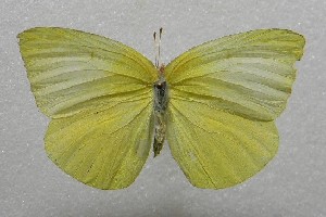  ( - WI-JAG-363)  @13 [ ] No Rights Reserved  Julio A Genaro Caribbean Natural History Group