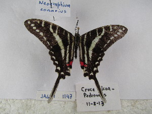  (Neographium zonarius - Wi-JAG-1147)  @13 [ ] No Rights Reserved (2015) Julio A Genaro Caribbean Natural History Group