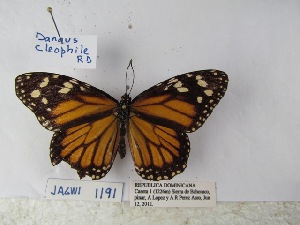  (Danaus cleophile - Wi-JAG-1191)  @14 [ ] No Rights Reserved (2015) Julio A Genaro Caribbean Natural History Group