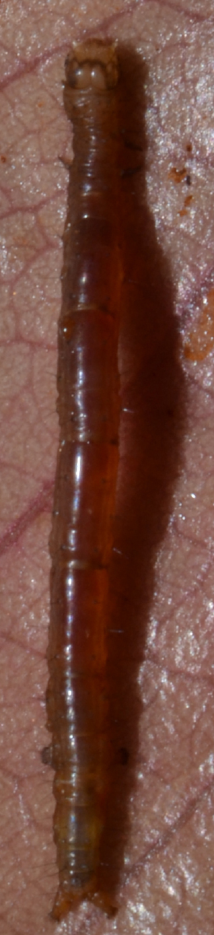  ( - IngaHerbiv_0994)  @12 [ ] CreativeCommons - Attribution Non-Commercial Share-Alike (2013) TA Kursar University of Utah