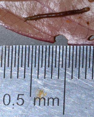  ( - IngaHerbiv_0994)  @12 [ ] CreativeCommons - Attribution Non-Commercial Share-Alike (2013) TA Kursar University of Utah