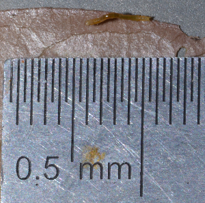  ( - IngaHerbiv_0999)  @12 [ ] CreativeCommons - Attribution Non-Commercial Share-Alike (2013) TA Kursar University of Utah