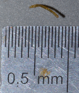  ( - IngaHerbiv_1002)  @12 [ ] CreativeCommons - Attribution Non-Commercial Share-Alike (2013) TA Kursar University of Utah