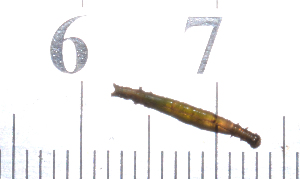  ( - IngaHerbiv_1153)  @12 [ ] CreativeCommons - Attribution Non-Commercial Share-Alike (2013) TA Kursar University of Utah