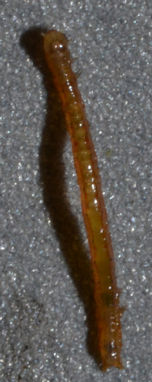  ( - IngaHerbiv_1099)  @12 [ ] CreativeCommons - Attribution Non-Commercial Share-Alike (2013) TA Kursar University of Utah