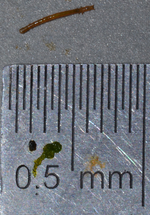  ( - IngaHerbiv_1099)  @12 [ ] CreativeCommons - Attribution Non-Commercial Share-Alike (2013) TA Kursar University of Utah