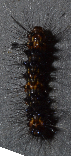  ( - IngaHerbiv_1107)  @12 [ ] CreativeCommons - Attribution Non-Commercial Share-Alike (2013) TA Kursar University of Utah