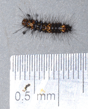  ( - IngaHerbiv_1107)  @12 [ ] CreativeCommons - Attribution Non-Commercial Share-Alike (2013) TA Kursar University of Utah