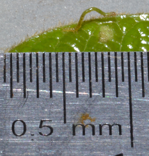  ( - IngaHerbiv_1186)  @12 [ ] CreativeCommons - Attribution Non-Commercial Share-Alike (2013) TA Kursar University of Utah