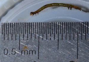  ( - IngaHerbiv_1205)  @12 [ ] CreativeCommons - Attribution Non-Commercial Share-Alike (2013) TA Kursar University of Utah