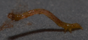  ( - IngaHerbiv_1222)  @12 [ ] CreativeCommons - Attribution Non-Commercial Share-Alike (2013) TA Kursar University of Utah