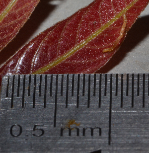  ( - IngaHerbiv_1222)  @12 [ ] CreativeCommons - Attribution Non-Commercial Share-Alike (2013) TA Kursar University of Utah