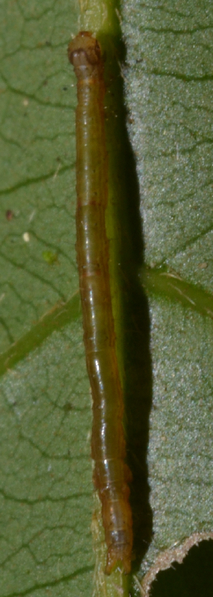  ( - IngaHerbiv_1358)  @12 [ ] CreativeCommons - Attribution Non-Commercial Share-Alike (2013) TA Kursar University of Utah