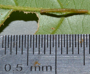  ( - IngaHerbiv_1358)  @12 [ ] CreativeCommons - Attribution Non-Commercial Share-Alike (2013) TA Kursar University of Utah