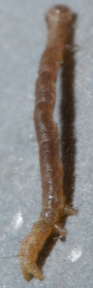  ( - IngaHerbiv_1361)  @12 [ ] CreativeCommons - Attribution Non-Commercial Share-Alike (2013) TA Kursar University of Utah