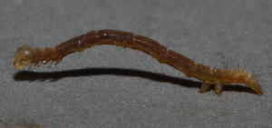  ( - IngaHerbiv_1381)  @12 [ ] CreativeCommons - Attribution Non-Commercial Share-Alike (2013) TA Kursar University of Utah