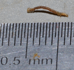  ( - IngaHerbiv_1381)  @12 [ ] CreativeCommons - Attribution Non-Commercial Share-Alike (2013) TA Kursar University of Utah