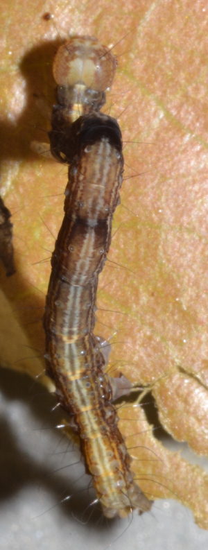  ( - IngaHerbiv_1382)  @12 [ ] CreativeCommons - Attribution Non-Commercial Share-Alike (2013) TA Kursar University of Utah