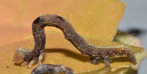  ( - IngaHerbiv_1382)  @12 [ ] CreativeCommons - Attribution Non-Commercial Share-Alike (2013) TA Kursar University of Utah