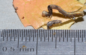  ( - IngaHerbiv_1382)  @12 [ ] CreativeCommons - Attribution Non-Commercial Share-Alike (2013) TA Kursar University of Utah