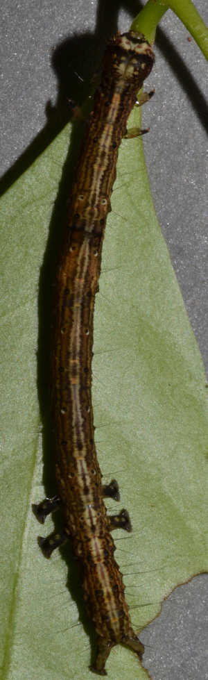  ( - IngaHerbiv_1483)  @12 [ ] CreativeCommons - Attribution Non-Commercial Share-Alike (2013) TA Kursar University of Utah