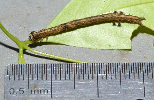  ( - IngaHerbiv_1483)  @12 [ ] CreativeCommons - Attribution Non-Commercial Share-Alike (2013) TA Kursar University of Utah