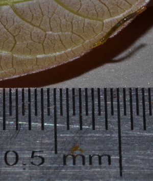  ( - IngaHerbiv_1487)  @12 [ ] CreativeCommons - Attribution Non-Commercial Share-Alike (2013) TA Kursar University of Utah