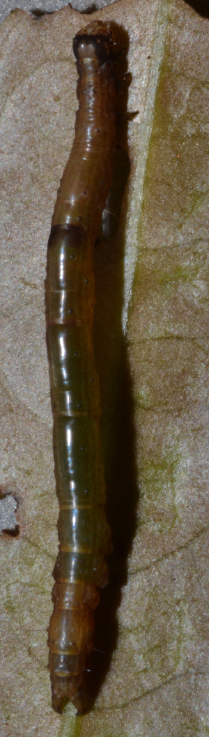  ( - IngaHerbiv_1554)  @12 [ ] CreativeCommons - Attribution Non-Commercial Share-Alike (2013) TA Kursar University of Utah