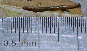  ( - IngaHerbiv_1554)  @12 [ ] CreativeCommons - Attribution Non-Commercial Share-Alike (2013) TA Kursar University of Utah