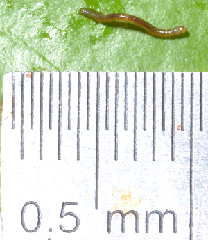  ( - IngaHerbiv_0950)  @12 [ ] CreativeCommons - Attribution Non-Commercial Share-Alike (2013) TA Kursar University of Utah