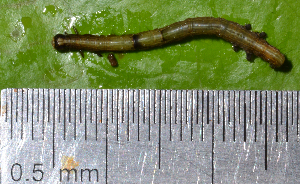  ( - IngaHerbiv_0954)  @12 [ ] CreativeCommons - Attribution Non-Commercial Share-Alike (2013) TA Kursar University of Utah