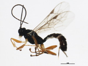  ( - 10PROBE-22019)  @13 [ ] CreativeCommons - Attribution (2010) CBG Photography Group Centre for Biodiversity Genomics