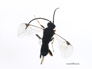  ( - 10PROBE-22095)  @12 [ ] CreativeCommons - Attribution (2010) CBG Photography Group Centre for Biodiversity Genomics