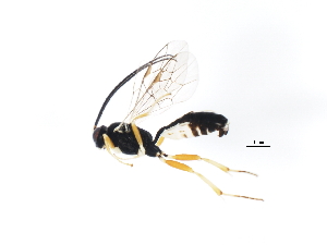  ( - 10PROBE-28705)  @12 [ ] CreativeCommons - Attribution (2011) CBG Photography Group Centre for Biodiversity Genomics