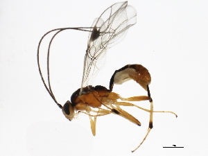  (Mesochorus exsertus - 10PROBE-28810)  @14 [ ] CreativeCommons - Attribution (2011) CBG Photography Group Centre for Biodiversity Genomics